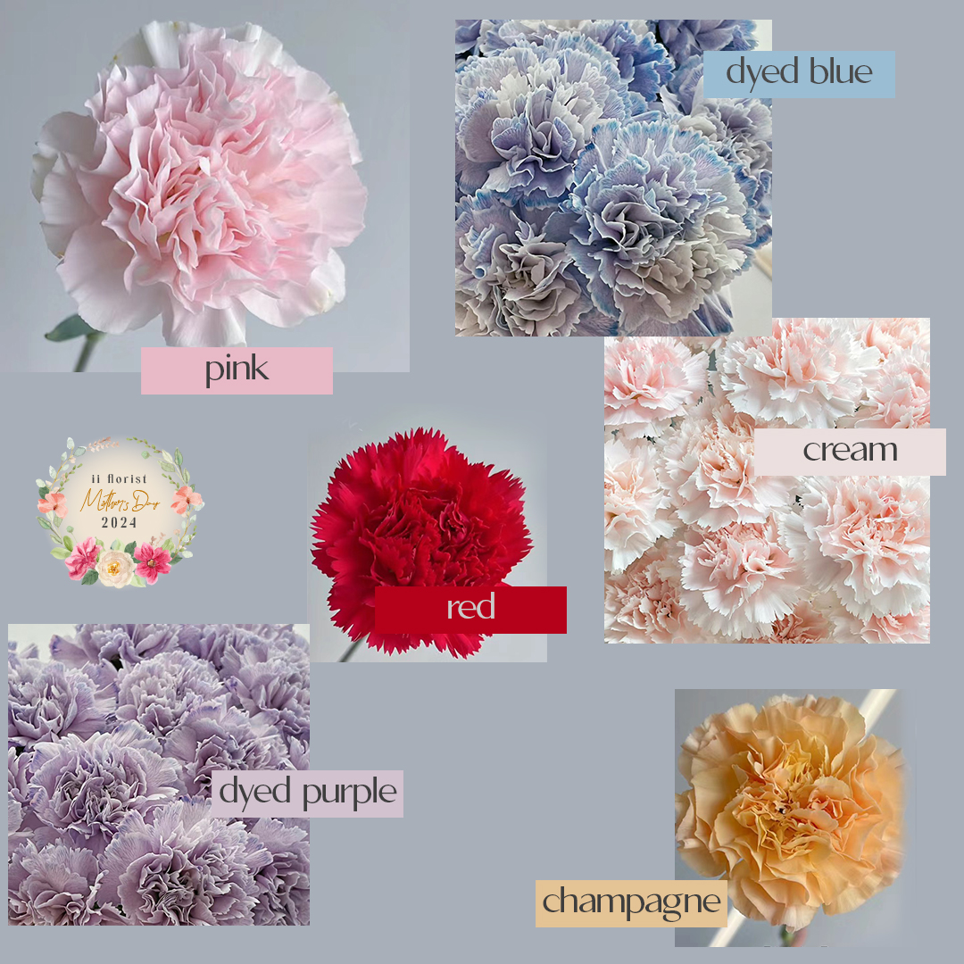 Blooming Carnations