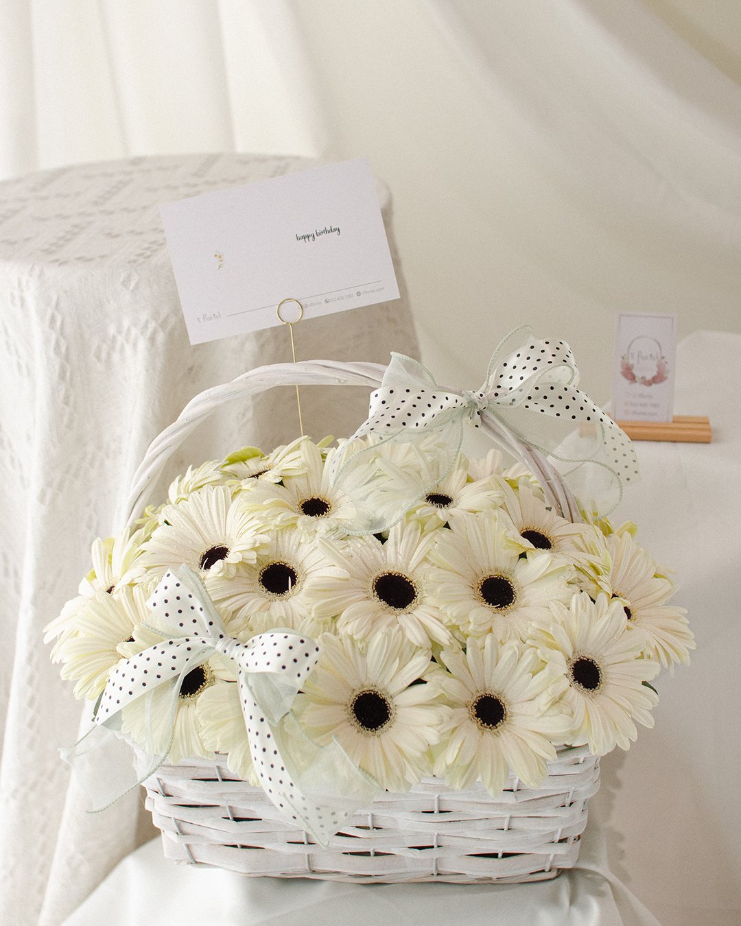 Dotti Gerbera